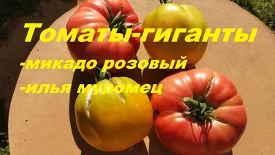 Томат \"Микадо Розовый\", Сибирский сад, 20 штук купить по цене 54.89 ₽ в  интернет-магазине KazanExpress