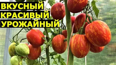 Томат Пасхальное яйцо: описание сорта, отзывы, урожайность | tomatland.ru |  Огород, Огородничество, Сад