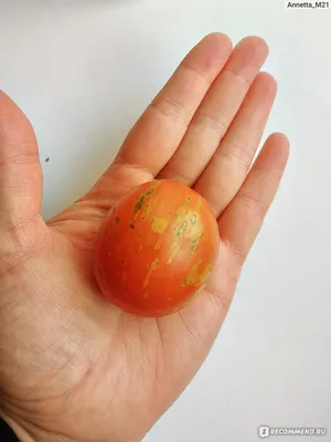 Классный сорт томата Пасхальное яйцо | Красноярская дача | Дзен
