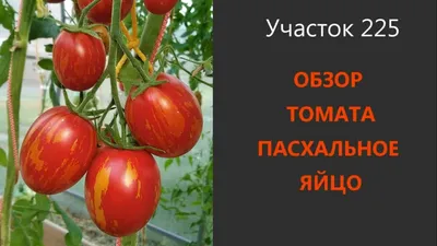 Томат Пасхальное яйцо: описание сорта, ОТЗЫВЫ (35), урожайность |  tomatland.ru