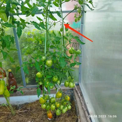 Пасхальное яйцо - Альбомы - tomat-pomidor.com