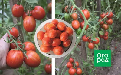 Пасхальное яйцо - П — сорта томатов - tomat-pomidor.com - отзывы на форуме  | каталог