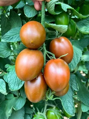 Томаты, которых больше нет. Как я сохраняю лучшие сорта томатов | Личный  опыт (Огород.ru)