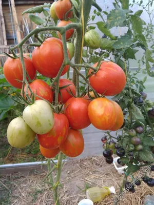 Томат Пасхальное яйцо - Альбомы - tomat-pomidor.com