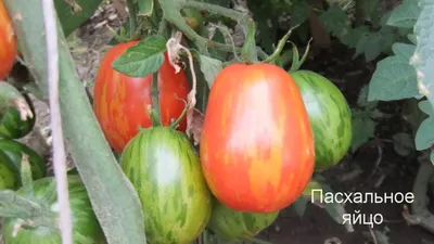Отзыв о Сорт томатов \"Пасхальные яйца\" | Урожайные и красивые томаты!