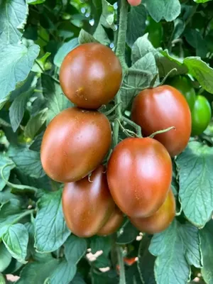 красные помидоры с желтой штриховкой в виде пасхального яйца. разновидность  помидоров, которая не боится болезней Стоковое Фото - изображение  насчитывающей урожайность, форма: 271937922