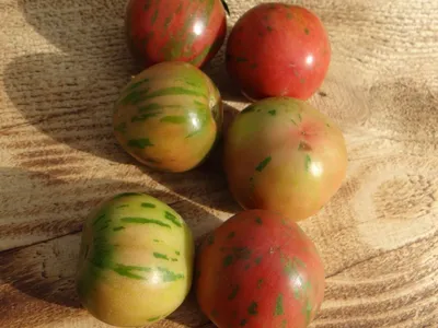 Семена томата АВИОРИ, купить за 15.00 грн. :: Rastim