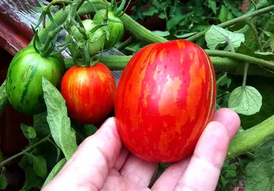 Пасхальное яйцо — Семена редких сортов томатов