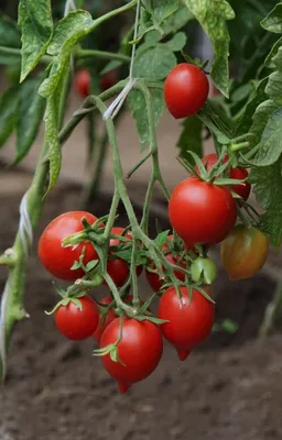 Купить Томат Черри Роза F1 10 шт. за 108 руб. в наличии почтой |  «Сад-Эксперт» – Семена томата, помидоры