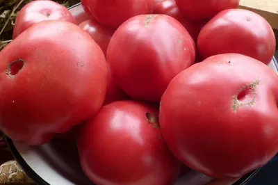 советские сорта томатов | ОГОРОД.сайт