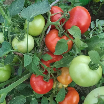 Купить Томат Юниор F1 0,2 гр. за 32 руб. почтой | «Сад-Эксперт» – Семена  томата, помидоры