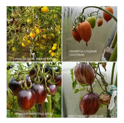 Белорусские томаты: десяток надежных сортов и гибридов белорусской селекции  | Дачные истории | Дзен