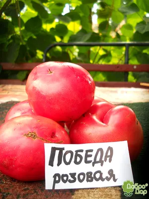 Купить Томат Хурма 15шт. за 16 руб. почтой | «Сад-Эксперт» – Семена томата,  помидоры