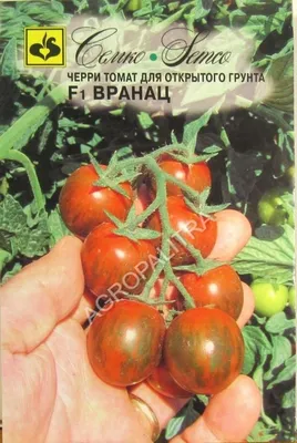 Какие сорта томатов я буду выращивать в 2023 году | Зелёные странички | Дзен