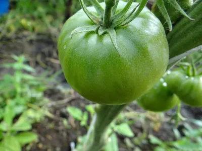 ᐉ Семена томат For Hobby GL Seeds Розовый слон среднеранний высокорослый  0,15 г (RS-00826)