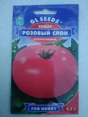 Сорт томатов Розовый слон - YouTube