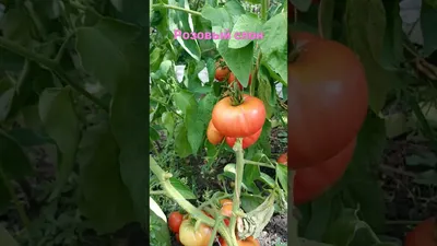 5 легендарных томатов – от советских времен до наших дней Агроуспех