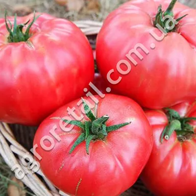 Выбор томатов для теплицы на 2021 год: сорта, которые проверены временем  (что я выбрала на огородный сезон) | Дачная жизнь | Дзен