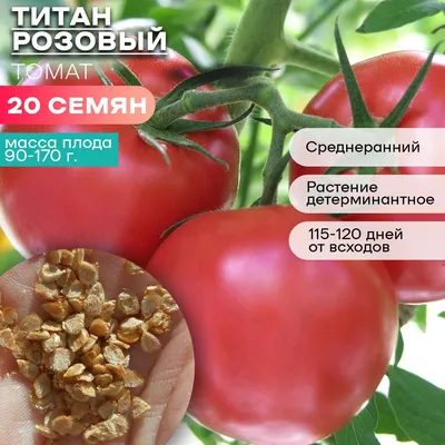 Семена томат Титан Розовый средний, 3г в пакете. АГРОУСПЕХ 10152489 купить  в интернет-магазине Wildberries