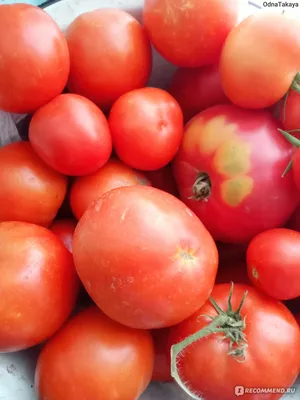 Купить семена томата розовый титан белый пакет | \"СЕМЕНА-БАЗА.РФ\"  интернет-магазин в Волгограде