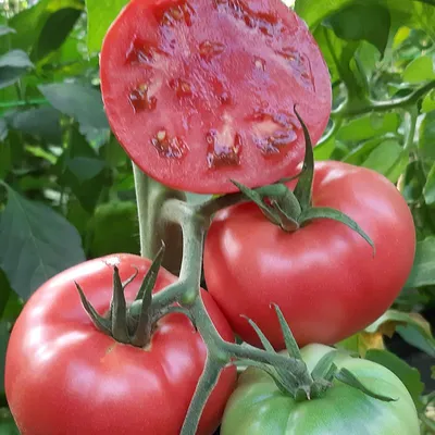 Готовимся к новому огородному сезону. Сортовые томаты. Розовый фламинго |  Этапы большого пути | Дзен