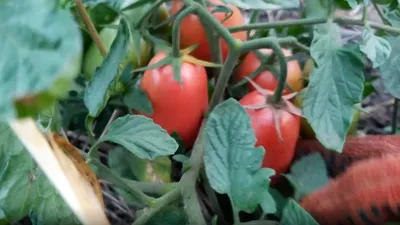 Купить томат (помидор) в Агрошоп5 • Купить по низкой цене в интернет•  Скидки, Доставка по РФ