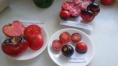 Томаты 2015 - tomat-pomidor.com