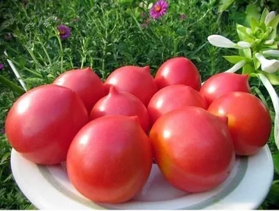 Томат \"Титан\" (лат. Solanum lycopersicum \"Titanium\") СЕМЕНА 50 шт + подарок  | AliExpress