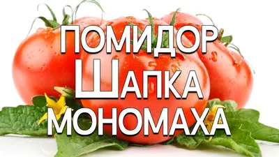 Обзор сорта помидора томата \"Шапка мономаха\" (характеристики, свойства,  фото) - YouTube