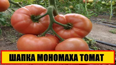 Томат Шапка Мономаха, семена | ОГОРОД.сайт