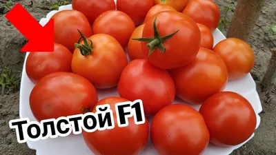 Семена Томат Лев Толстой F1 H15 12 шт. по цене 25 ₽/шт. купить в Кемерове в  интернет-магазине Леруа Мерлен