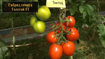 Семена томатов Толстой F1 Bejo Zaden 0,05 г - купить в интернет магазине  Good Harvest