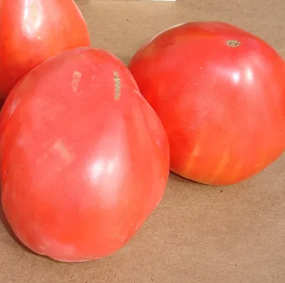 Семена томата Бычье (Волове) Сердце красный, 30 шт | Семена томатов