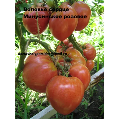 Семена томат Воловье сердце розовый 0,1г Агроуспех (10 шт.) - купить в  Москве, цены на Мегамаркет