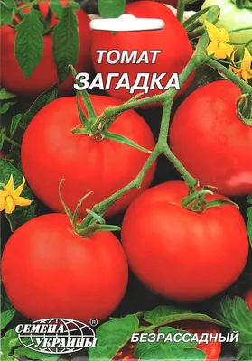 Томат \"Загадка\" — характеристика и описание сорта. Мечтаю вырастить  урожайные помидоры | Блогерство на пенсии | Дзен