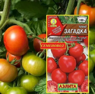 Томаты Агрофирма Аэлита Томат_семена - купить по выгодным ценам в  интернет-магазине OZON (491523128)
