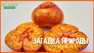 Томат Загадка природы, семена | ОГОРОД.сайт