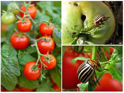 Защита томата от вредителей и болезней | «Сингента» в России