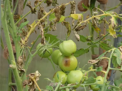 Почему у рассады томатов скручивают вниз листья и сохнут: как лечить, чем  побрызгать