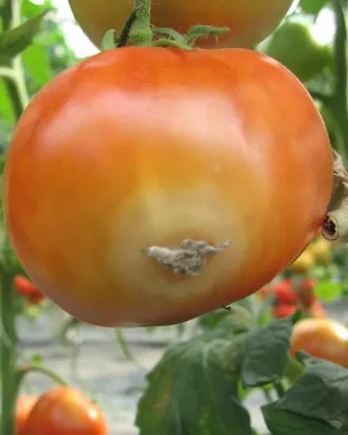 Вкусный Огород: Болезни и вредители помидоров