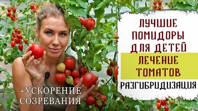 Болезни томатов, фото, описание и способы лечения | Агро Сіті