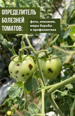 Защита томатов открытого грунта | «Сингента» в России