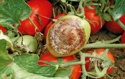 Болезни томатов: причины и способы борьбы