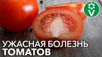 Определитель болезней томатов: фото, описание, меры борьбы и профилактика |  Растения, Выращивание малины, Выращивание томатов