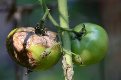 Вредители помидоров и борьба с ними – Fazenda