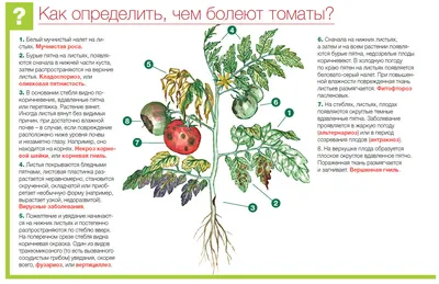 ФОТО определитель болезней - собираем фотки! - Страница 113 - Болезни и вредители  томатов - tomat-pomidor.com - форум