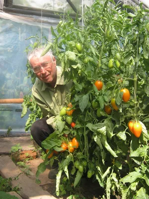 Болезни и вредители томатов, чем болеют и как их лечить