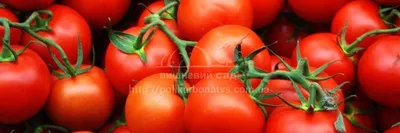 ФОТО определитель болезней - собираем фотки! - Страница 43 - Болезни и вредители  томатов - tomat-pomidor.com - форум