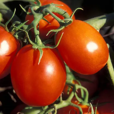 Как распознать болезни томатов и справиться с ними | Полезные статьи на  блоге Беккер