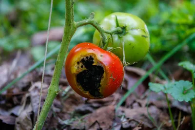 Вредители томатов: вредители помидоров и борьба с ними - Agro-Market